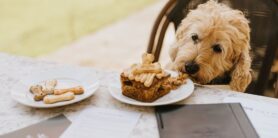 Dog-friendly stays at Healing Manor Hotel, Grimsby, Lincolnshire