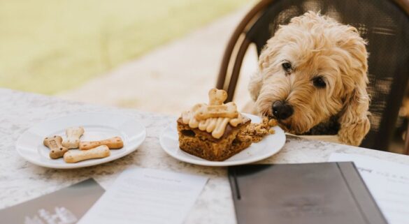 Dog-friendly stays at Healing Manor Hotel, Grimsby, Lincolnshire